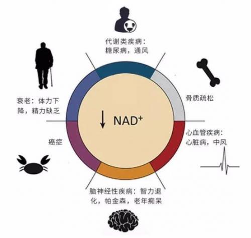 人到中年代谢功能暴跌50%？医生：不是年龄问题，而是细胞里缺了这个