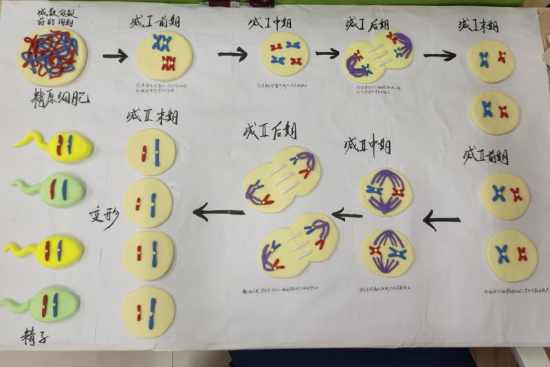 中考补录必看！高一生物市统考从83%到100%！锁定新高一补录名额，拿下高效提分“秘籍”